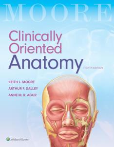 Anatomy Interactive Guide: Superior Mediastinum