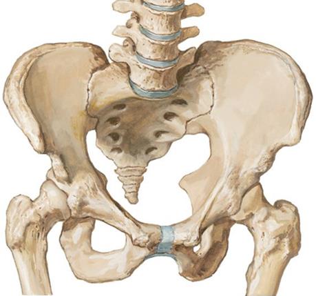 Anatomy Interactive Guide: Pelvic Gridle