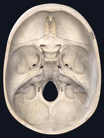 Anatomy Interactive Guide: Skull Lab