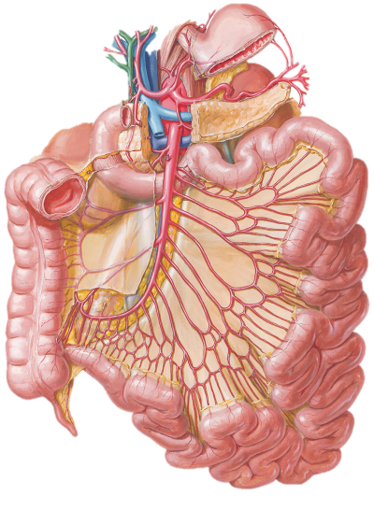 Anatomy Interactive Guide: Midgut and Hindgut Development (embryology ...